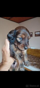 Jazvecik dlhosrsty - 4