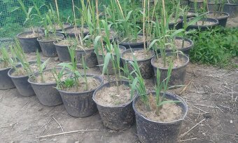 trstina obrovská Aruna Arundo-donax Trsteník - 4