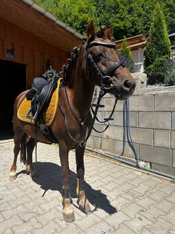 Predam sikovneho pony pre deti - 4