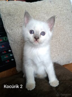 Ragdoll mačiatká na predaj - 4
