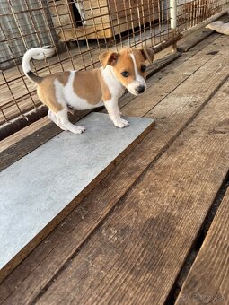 Jack Russel Terrier (Terier) - 4