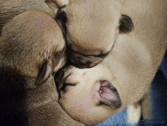 mops - 4