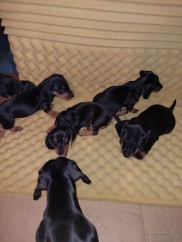 Jazvečík kratkosrsty - 4