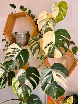 Monstera Deliciosa Albo Varegiata - 4