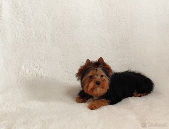 Yorkshire terrier - 4