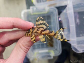 L 333 Gold line AAA - odchov - 4