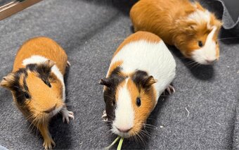 Predáme 3 morské prasiatka - 4