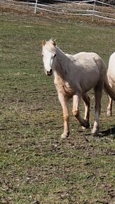 Welsh pony kobylka - 4