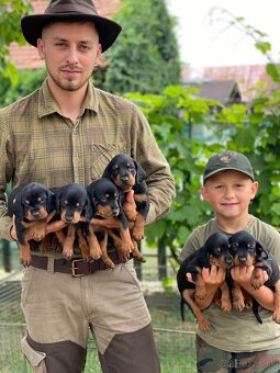 Šteniatka slovenského kopova vrh B - 4