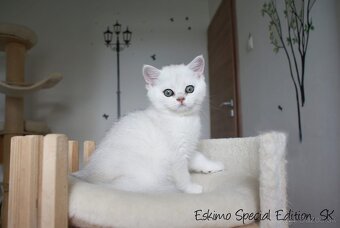 Eskimo Special Edition, SK - britský strieborný kocúrik s PP - 4