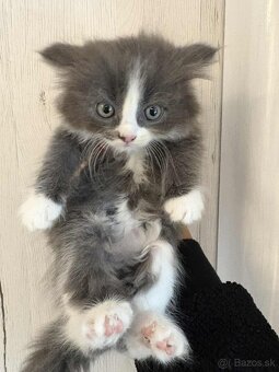 Ragdoll s britským bicolor mačiatka - 4