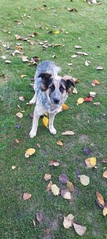 Kríženec border kólia s vlciakom - 4