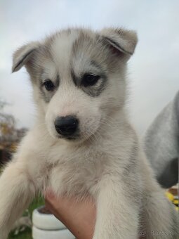 Šteniatka sibírsky husky - 4