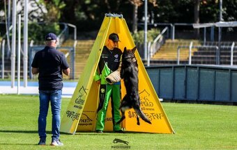 Nemecký ovčiak s PP - 4