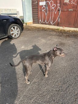 American bully štandard - 4