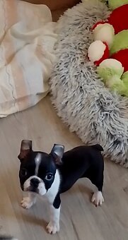 Boston Terrier,Bostonský Terier,Boston - 4