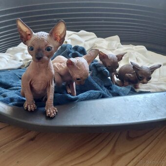 Sphynx - 4
