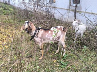 Anglonubijsky podielovy Capko pripustanie,predaj - 4