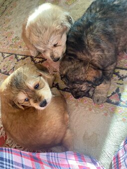 Predám Šteniatka Sibirský HuskyXLabradorský Retríver - 4