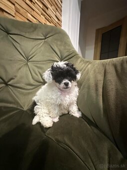Trpasličí pudlík pudel - 4
