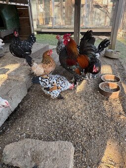 Predám kohútov - 4