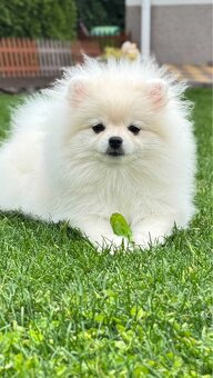 Pomeranian - 4