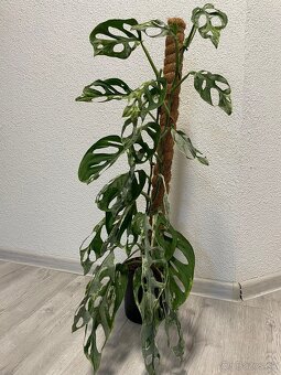 Monstera Adansonii Indonesian Marbled (celá rastlina) - 4