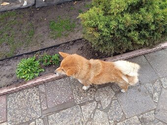 Čistokravna sučka shiba inu - 4