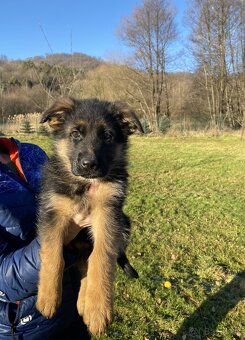Nemecký ovčiak s PP - 4