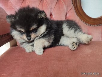 Pomeranian s PP - 4