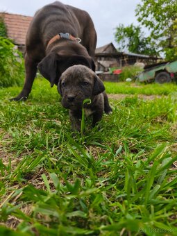 Šteniatka Cane Corso - 4