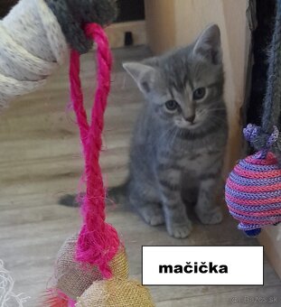 Darujem mačiatka - 4