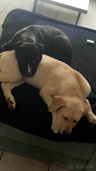 Darujem staforda - 4