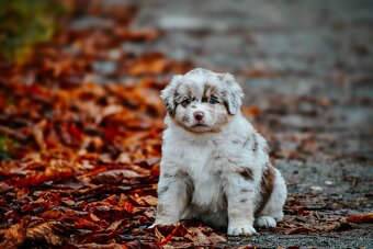 Miniatúrny americký ovčiak - 4