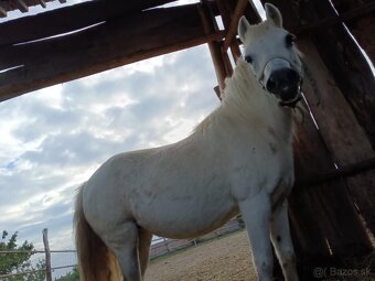 Predám poníka - 4