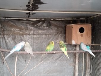 Predám vtáctvo - 4