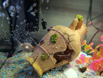 akvárium - kompet aj s rybičkami - 4