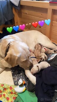KRYTIE - Labrador retriever s PP - 4