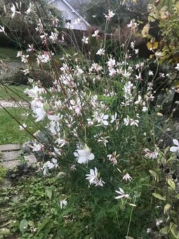 Kučeravý kel, krasuľka- kosmos, černuška, gaura - 4