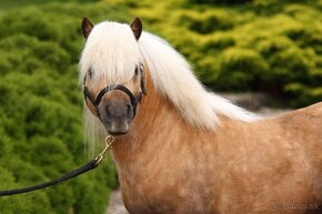 Pripustanie shetland s pp - 4