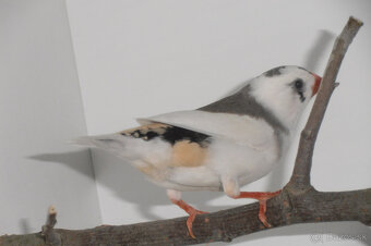 Predám zebričky - 4