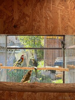 Rozela pestrá čierna straka - 4