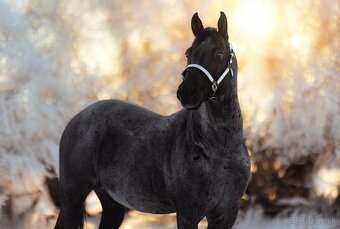 Pripúšťanie Quarter Horse - 4