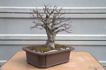 bonsai, bonsaj, Hrab - 4