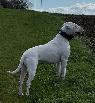 Argentínska doga štěňata, Dogo Argentino - 4