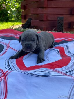 Amstaff - 4
