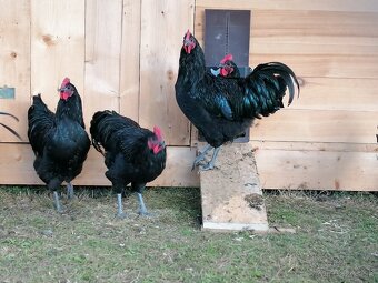 Kohút Australorpka čierna - 4