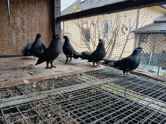 Východoslovenský kotrmeliak - 4