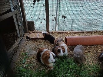 Morské prasiatko - 4