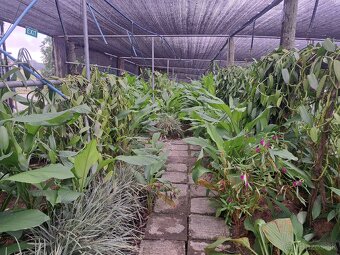 Prémiová vanilka z Maurícia - 4